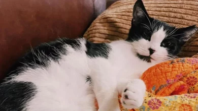Motorista de entregas sai do carro por um segundo e volta para encontrar um gato no assento do passageiro