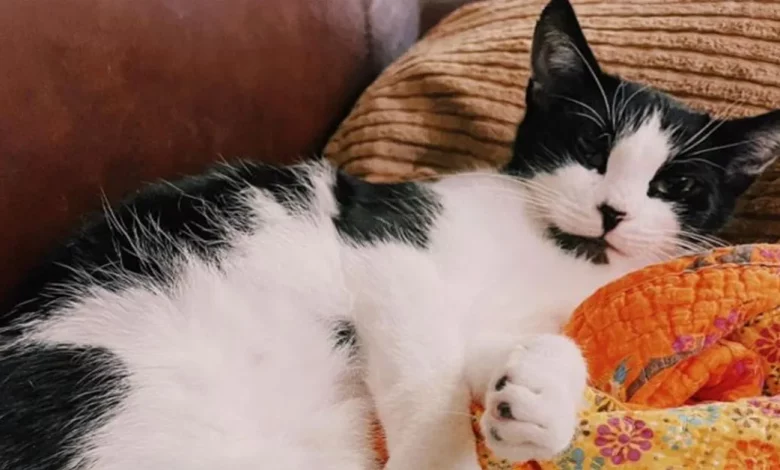 Motorista de entregas sai do carro por um segundo e volta para encontrar um gato no assento do passageiro Motorista de entregas sai do carro por um segundo e volta para encontrar um gato no assento do passageiro
