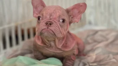 Pequeno Cachorro Rosa É Confundido Com Um Bebê Humano Sempre Que Sai