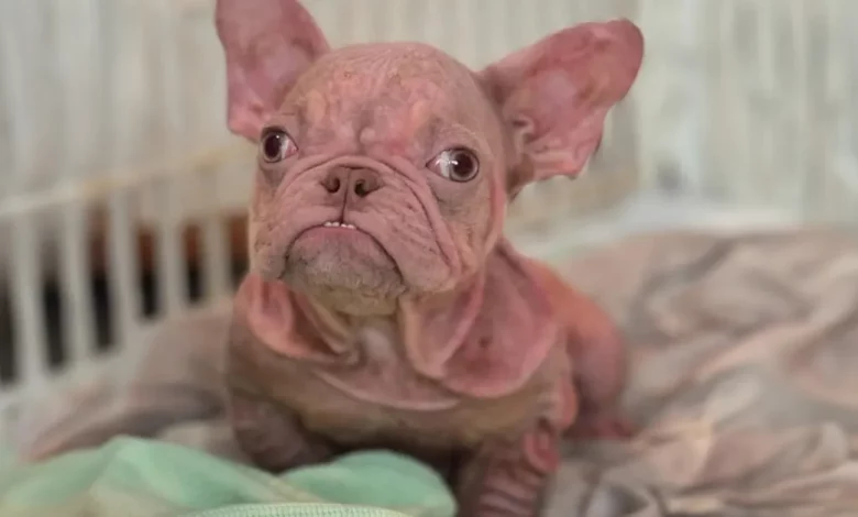 Pequeno Cachorro Rosa É Confundido Com Um Bebê Humano Sempre Que Sai Pequeno Cachorro Rosa É Confundido Com Um Bebê Humano Sempre Que Sai