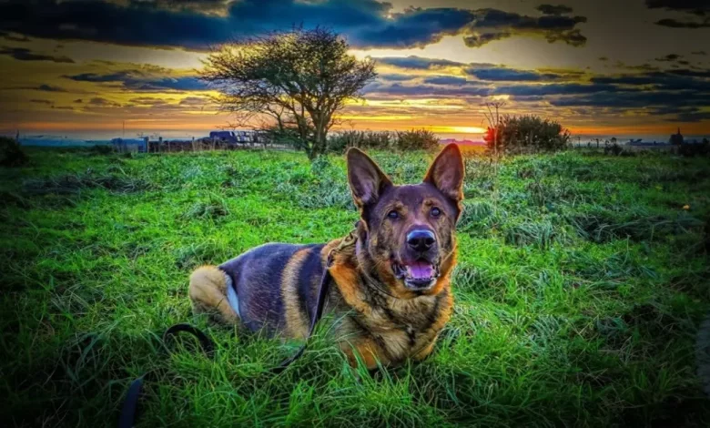 Cão policial aposentado faz uma caminhada rápida e acaba salvando uma pessoa desaparecida Cão policial aposentado faz uma caminhada rápida e acaba salvando uma pessoa desaparecida