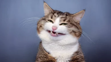 Conheça Rexie – O Adorável Gato ‘Emoji Vivo’ Que Inspira Milhões
