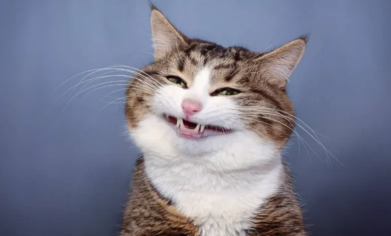 Conheça Rexie – O Adorável Gato ‘Emoji Vivo’ Que Inspira Milhões Conheça Rexie – O Adorável Gato ‘Emoji Vivo’ Que Inspira Milhões