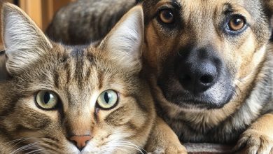 «Não somos nós que escolhemos os animais, mas eles nos escolhem» – a história de uma noite especial