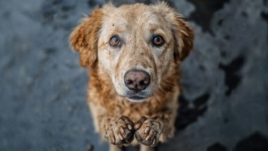 Nunca se esqueça do que um cão fez por você – ele te ensinou a amar