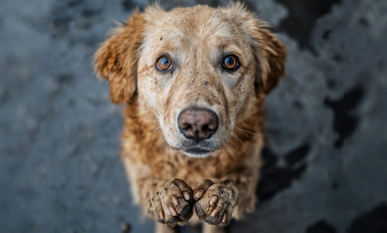 Nunca se esqueça do que um cão fez por você – ele te ensinou a amar Nunca se esqueça do que um cão fez por você – ele te ensinou a amar