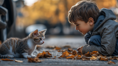O menino todas as manhãs levava comida para um gato de rua, até que um dia encontrou um presente inesperado na porta de sua casa