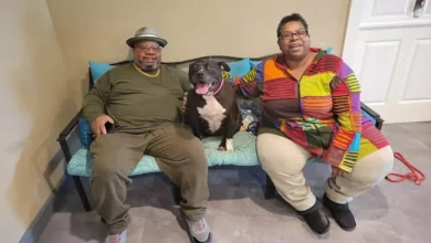 Cachorra de 9 anos que ficou em abrigo em Ohio por mais de 2 anos é adotada: ‘Combinação Perfeita’