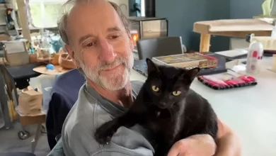 Homem resgata um pequeno gato preto no campo sem saber que logo ele retribuiria o favor