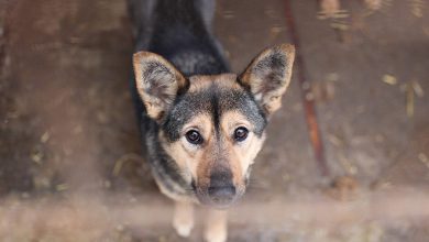 Um benfeitor misterioso apareceu em um abrigo de animais – mas, quando o encontraram, descobriu-se que ele mesmo precisava de ajuda