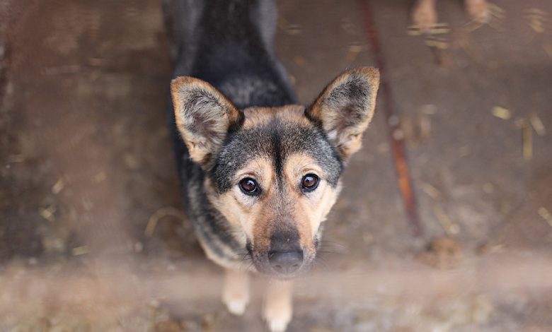 Um benfeitor misterioso apareceu em um abrigo de animais – mas, quando o encontraram, descobriu-se que ele mesmo precisava de ajuda Um benfeitor misterioso apareceu em um abrigo de animais – mas, quando o encontraram, descobriu-se que ele mesmo precisava de ajuda