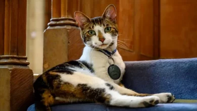 O gato da Catedral de Norwich, Budge, é uma “terapia” para os frequentadores