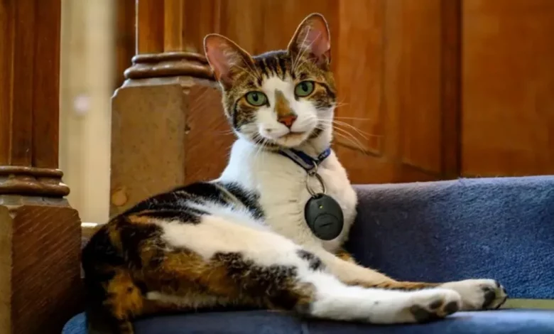 O gato da Catedral de Norwich, Budge, é uma “terapia” para os frequentadores O gato da Catedral de Norwich, Budge, é uma “terapia” para os frequentadores