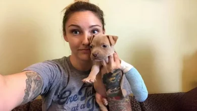 Filhote de Pit Bull com três pernas é exatamente o que sua nova mãe precisava