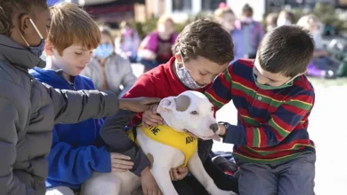 Alunos do segundo ano escreveram cartas adoráveis em nome de animais de abrigo para que fossem adotados, e funcionou