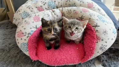 Gatinha Encontrada Miando em um Jardim Ganha Aceitação de Outros Gatinhos e de uma Cachorra Cuidadosa