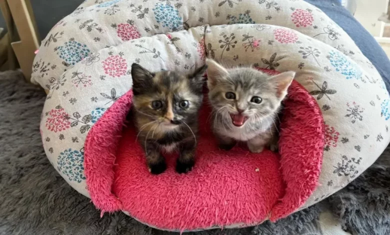 Gatinha Encontrada Miando em um Jardim Ganha Aceitação de Outros Gatinhos e de uma Cachorra Cuidadosa Gatinha Encontrada Miando em um Jardim Ganha Aceitação de Outros Gatinhos e de uma Cachorra Cuidadosa