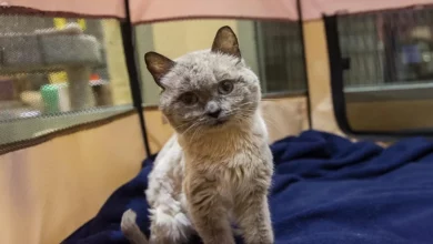 Gato com personalidade de ursinho está tão feliz em ter o lugar perfeito para viver sua melhor vida