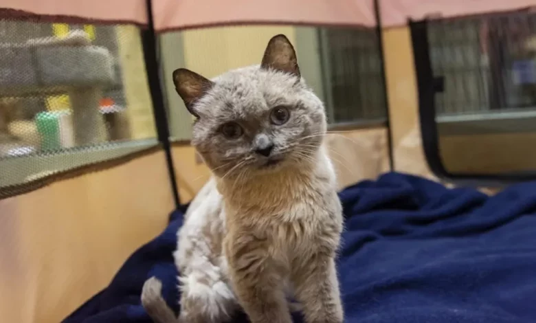 Gato com personalidade de ursinho está tão feliz em ter o lugar perfeito para viver sua melhor vida Gato com personalidade de ursinho está tão feliz em ter o lugar perfeito para viver sua melhor vida
