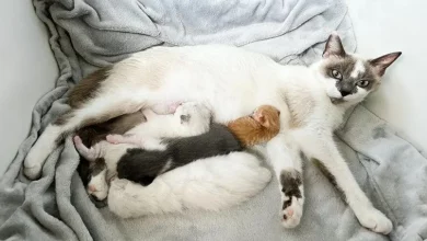 Gata Adota um Filhote com Horas de Vida Como se Fosse Seu 10 Dias Após Ter Sua Ninhada de Três