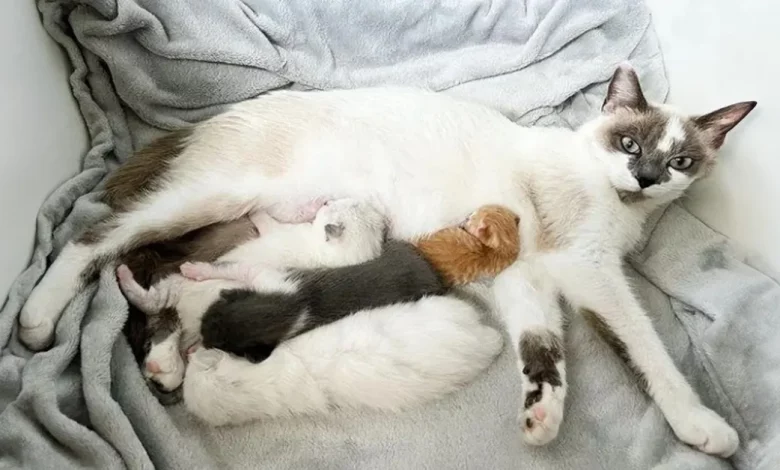 Gata Adota um Filhote com Horas de Vida Como se Fosse Seu 10 Dias Após Ter Sua Ninhada de Três Gata Adota um Filhote com Horas de Vida Como se Fosse Seu 10 Dias Após Ter Sua Ninhada de Três
