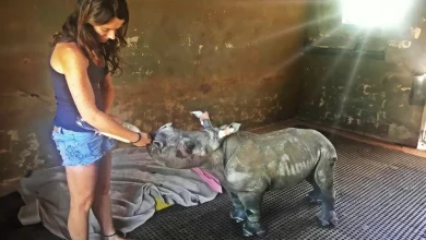 Rinoceronte bebê órfão conquista o coração de 10 milhões de pessoas ao “se apaixonar” pelo gato de seu cuidador