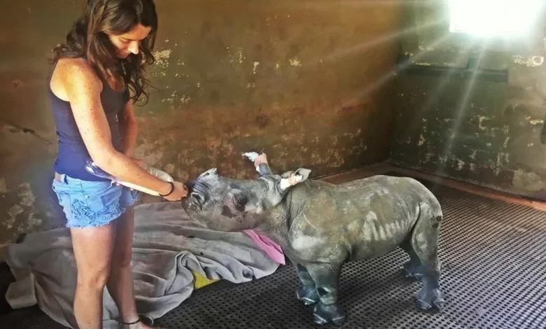 Rinoceronte bebê órfão conquista o coração de 10 milhões de pessoas ao “se apaixonar” pelo gato de seu cuidador Rinoceronte bebê órfão conquista o coração de 10 milhões de pessoas ao “se apaixonar” pelo gato de seu cuidador