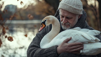 Um voluntário encontrou um cisne ferido e cuidou dele – um ano depois, a ave voltou com um convidado inesperado