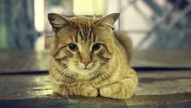 O gato que ainda espera sua dona que foi para o hospital há um ano