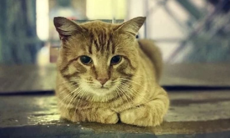O gato que ainda espera sua dona que foi para o hospital há um ano O gato que ainda espera sua dona que foi para o hospital há um ano