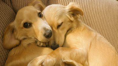 Cães de Abrigo Não Param de se Abraçar Quando Seu Maior Sonho Finalmente se Torna Realidade
