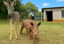Ficando sem a mãe, o pequeno rinoceronte chorava até que uma pequena zebra o acolheu sob seus cuidados…