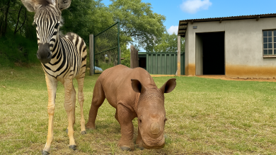 Ficando sem a mãe, o pequeno rinoceronte chorava até que uma pequena zebra o acolheu sob seus cuidados…
