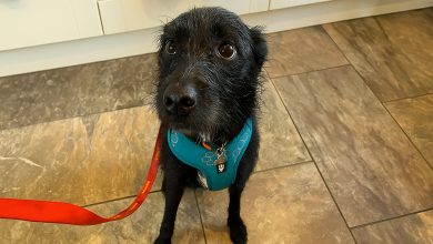 Este cachorro foi deixado no veterinário para ser sacrificado depois de ficar apenas cinco semanas com esta família, porque ele latia para cães e pessoas