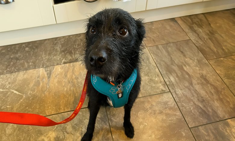 Este cachorro foi deixado no veterinário para ser sacrificado depois de ficar apenas cinco semanas com esta família, porque ele latia para cães e pessoas Este cachorro foi deixado no veterinário para ser sacrificado depois de ficar apenas cinco semanas com esta família, porque ele latia para cães e pessoas