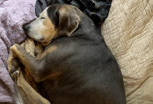 Cachorrinha que nunca esteve dentro de casa tira sua primeira soneca em uma cama de verdade