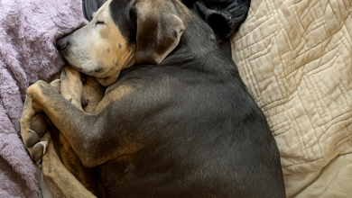 Cachorrinha que nunca esteve dentro de casa tira sua primeira soneca em uma cama de verdade