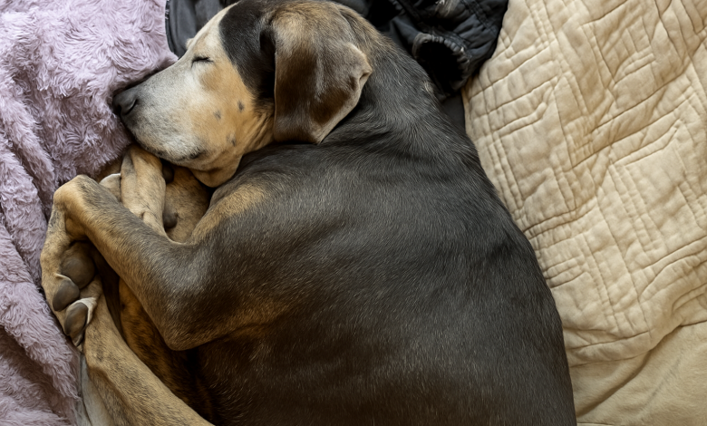 Cachorrinha que nunca esteve dentro de casa tira sua primeira soneca em uma cama de verdade Cachorrinha que nunca esteve dentro de casa tira sua primeira soneca em uma cama de verdade