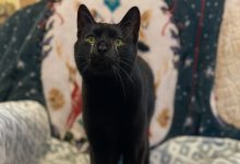 Gato Que Ama Acariciar Acaba em Abrigo Por Ser ‘Demasiado Afetuoso’