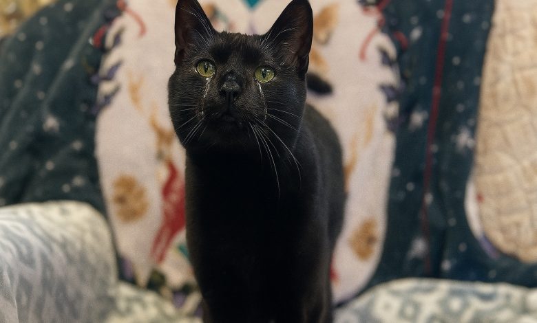 Gato Que Ama Acariciar Acaba em Abrigo Por Ser ‘Demasiado Afetuoso’ Gato Que Ama Acariciar Acaba em Abrigo Por Ser ‘Demasiado Afetuoso’