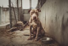 Ele foi descartado como lixo. Mas, apesar de tudo, ele encontrou amor