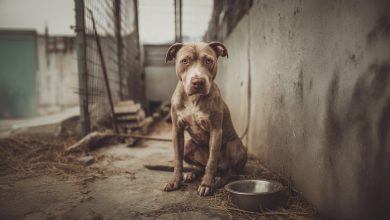 Ele foi descartado como lixo. Mas, apesar de tudo, ele encontrou amor