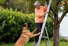 Eu estava irritada porque meu cachorro não me deixava subir na árvore, até ver o que aconteceu depois…