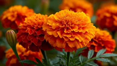 Cravos-de-defunto — o remédio para cem males que cresce em cada jardim