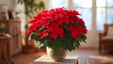 «Estrela de Natal» poinsétia — principais segredos e regras de cuidado com a planta
