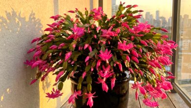 O que o cacto de Natal não gosta: 5 principais contraindicações no cuidado