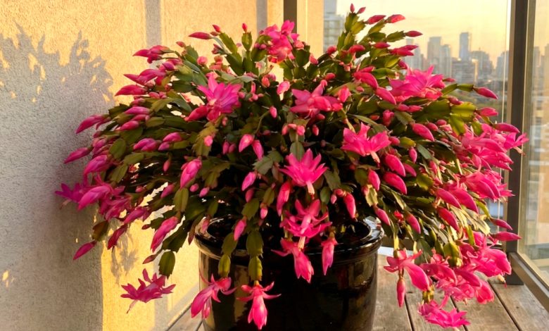 O que o cacto de Natal não gosta: 5 principais contraindicações no cuidado O que o cacto de Natal não gosta: 5 principais contraindicações no cuidado