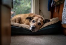 Um cão abandonado no meu abrigo reconheceu seu antigo dono. Mas descobriu-se que ele não veio buscá-lo…