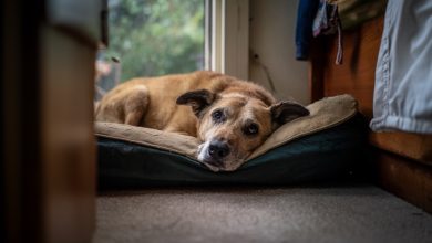 Um cão abandonado no meu abrigo reconheceu seu antigo dono. Mas descobriu-se que ele não veio buscá-lo…