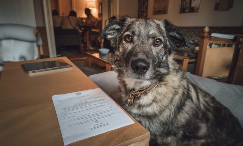 A avó deixou cem mil ao primo ganancioso. Para mim — um cachorro velho. Acontece que o cão guardava um segredo